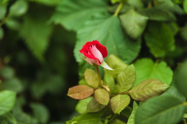 Kırmızı gül yakın çekim yeşil bir arka plan