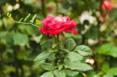 Kırmızı gül yakın çekim yeşil bir arka plan