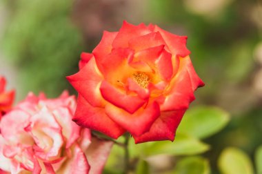 Kırmızı gül yakın çekim yeşil bir arka plan