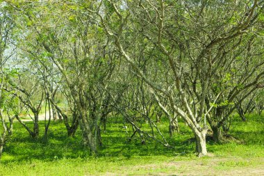 Ağaçların ve küçük bir parkın resimleri
