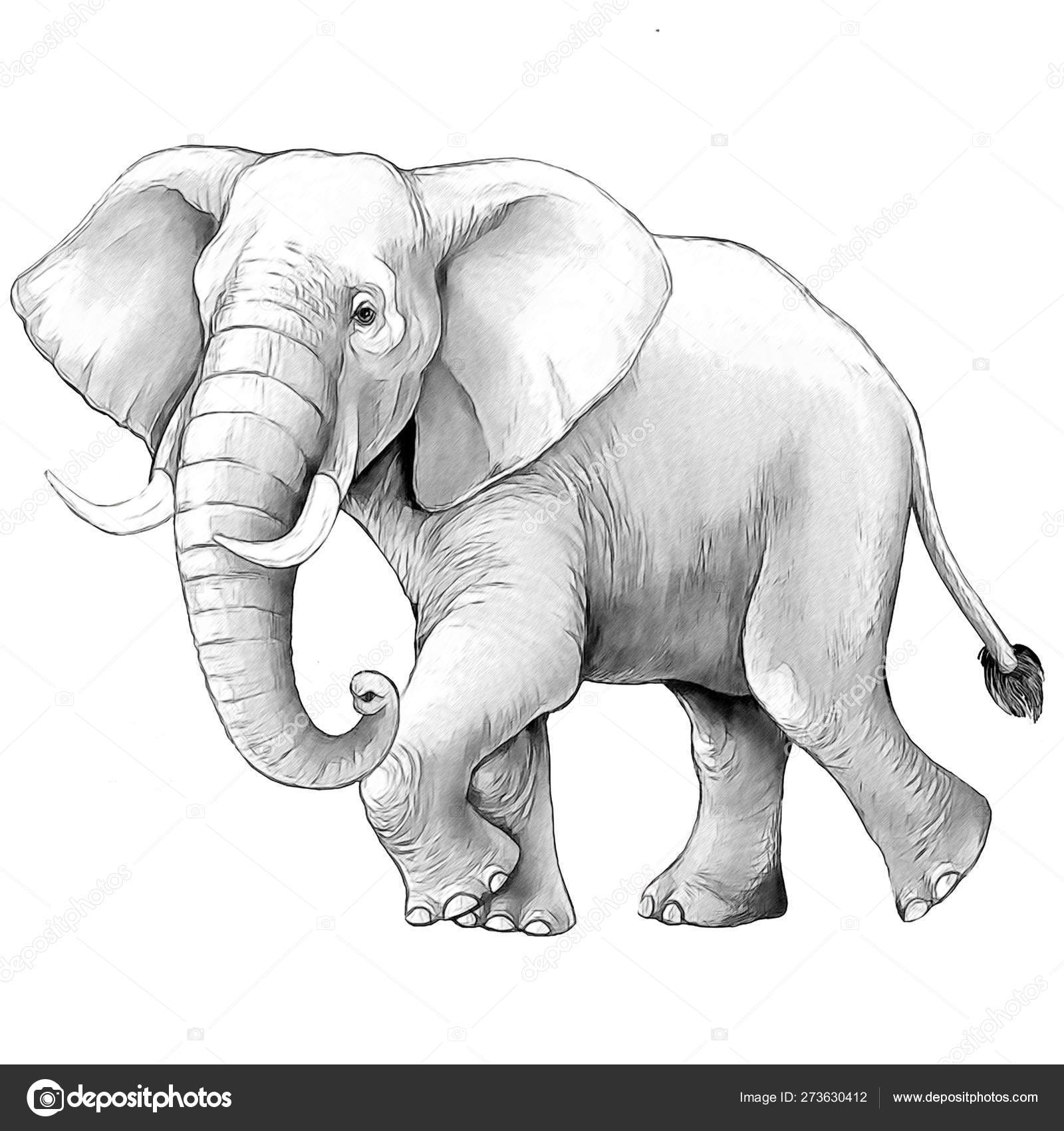 Cartoon Scene Big Elephant White Background Safari Coloring Page Sketchbook Stock Photo by ©illustrator_hft 273630412 Cartoon Scene Big Elephant White Background Safari Coloring Page Sketchbook Stock Photo by ©illustrator_hft 273630412