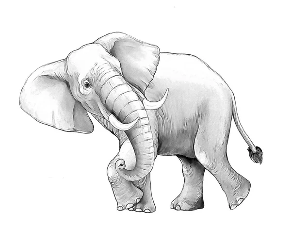 Cartoon Scene Big Elephant White Background Safari Coloring Page Sketchbook — ストック写真