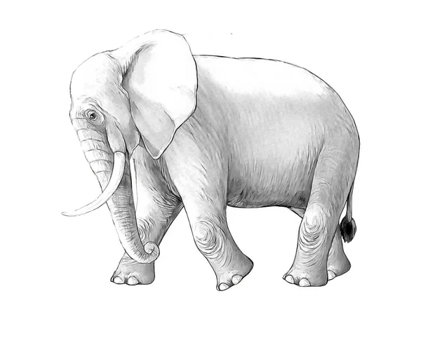Kreslená scéna s velkým sloní na bílém pozadí Safari barva stránky náčpač ilustrace pro děti — Stock fotografie