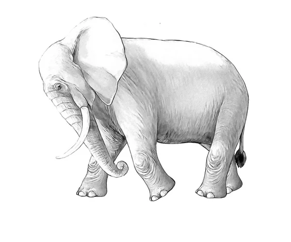 Scène de dessin animé avec gros éléphant sur fond blanc safari coloriage croquis illustration pour enfants — Photo