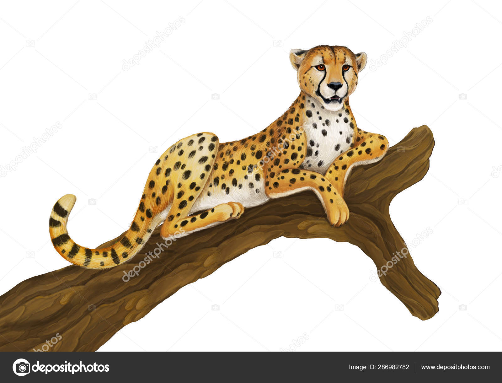 Cartoon scene with cheetah resting on tree on white background illustration for children Stock Photo by ©illustrator_hft 286982782 Cartoon scene with cheetah resting on tree on white background illustration for children Stock Photo by ©illustrator_hft 286982782