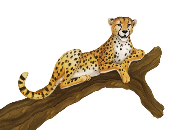 Cartoon scene with cheetah resting on tree on white background illustration for children — Stock Photo, Image