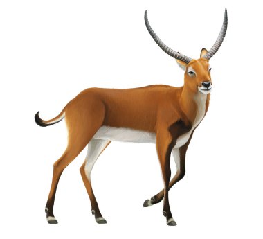 çocuklar için koba lychee safari hayvan illüstrasyon ile karikatür sahnesi