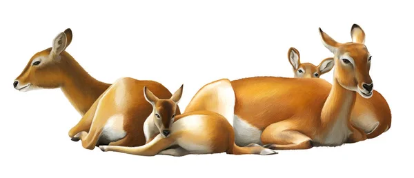 Zeichentrickszene mit Koba-Litschi-Safari Animal Illustration für Kinder — Stockfoto