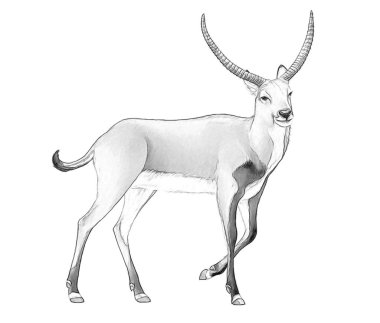 koba lychee safari hayvan ile karikatür sahne - sketchbook boyama sayfası - çocuklar için illüstrasyon