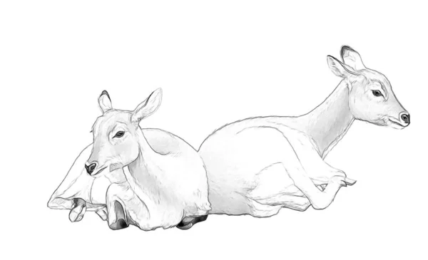 Cartoon-Szene mit Koba-Litschi-Safari-Tier - Skizzenbuch-Ausmalseite - Illustration für Kinder — Stockfoto