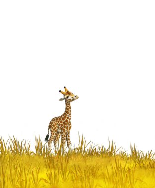 Safari - çayırda zürafalar - çocuklar için illüstrasyon