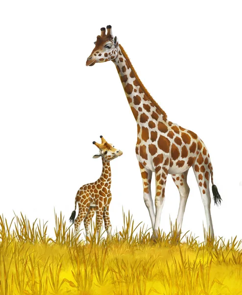 Сафарі - жирафи на лузі - ілюстрація для дітей — стокове фото