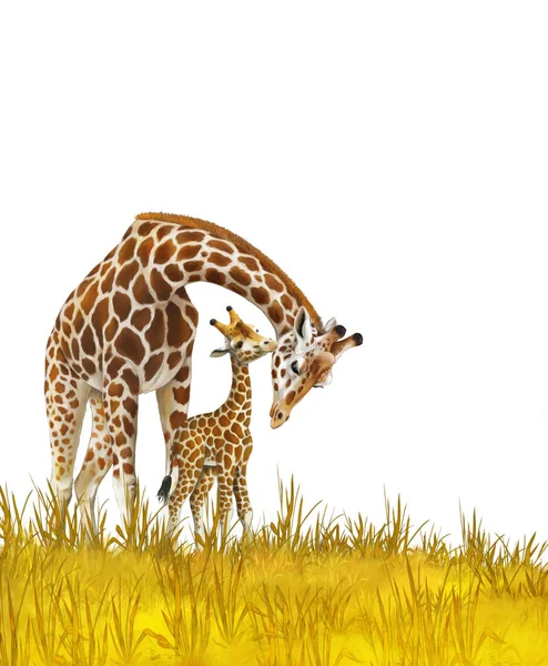 Safari - girafas no prado - ilustração para crianças — Fotografia de Stock