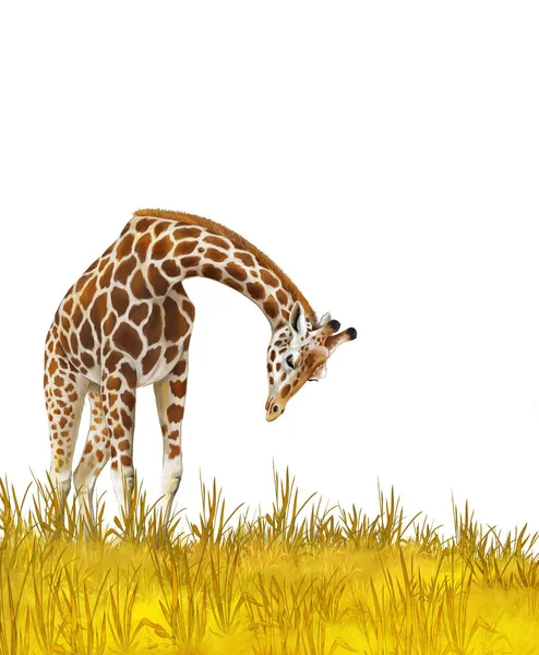 Safari - giraffes on the meadow - illustration for children — Stock Photo, Image