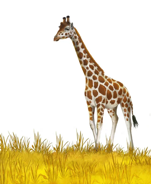 Safari-giraffen op de weide-illustratie voor kinderen — Stockfoto