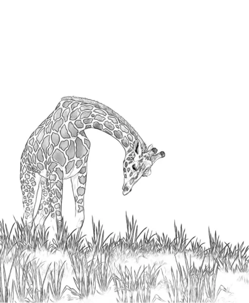 Safari - giraffe sulla pagina da colorare dei prati - illustrazione per bambini — Foto Stock