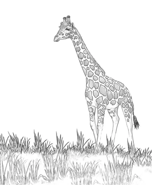 Safari - giraffes on the meadow coloring page - illustration for children — Stock Photo, Image