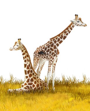 Safari - çayırda zürafalar - çocuklar için illüstrasyon