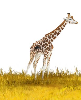 Safari - çayırda zürafalar - çocuklar için illüstrasyon