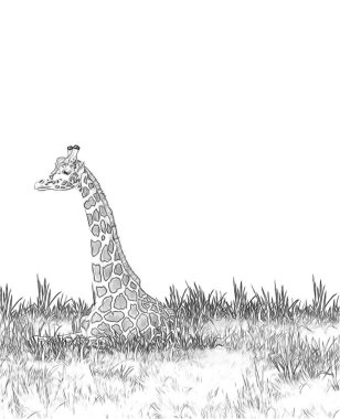 Safari - çayır boyama sayfasında zürafalar - çocuklar için illüstrasyon