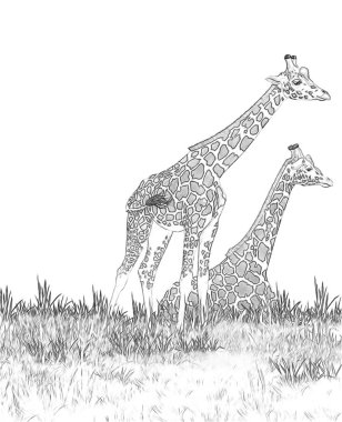 Safari - çayır boyama sayfasında zürafalar - çocuklar için illüstrasyon