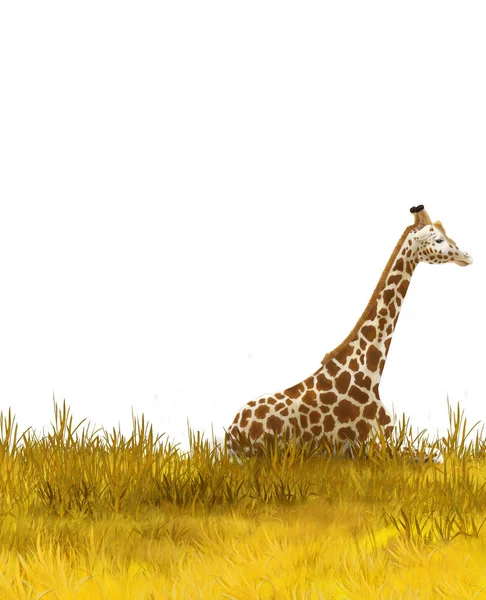 Safari - jirafas en el prado - ilustración para niños —  Fotos de Stock
