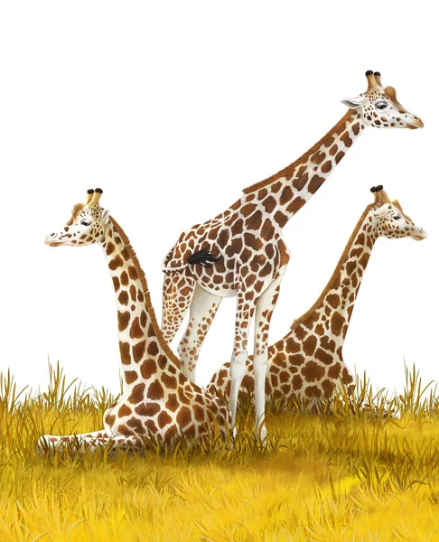 Safari-giraffer på ängen-illustration för barn — Stockfoto