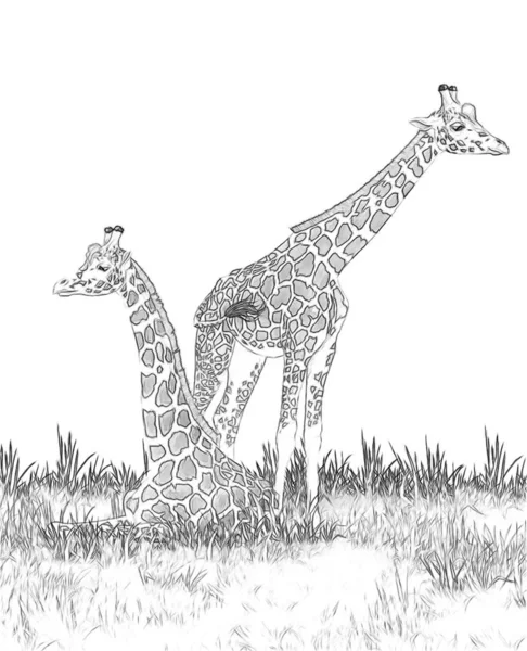 Safari - giraffes on the meadow coloring page - illustration for children — Stock Photo, Image