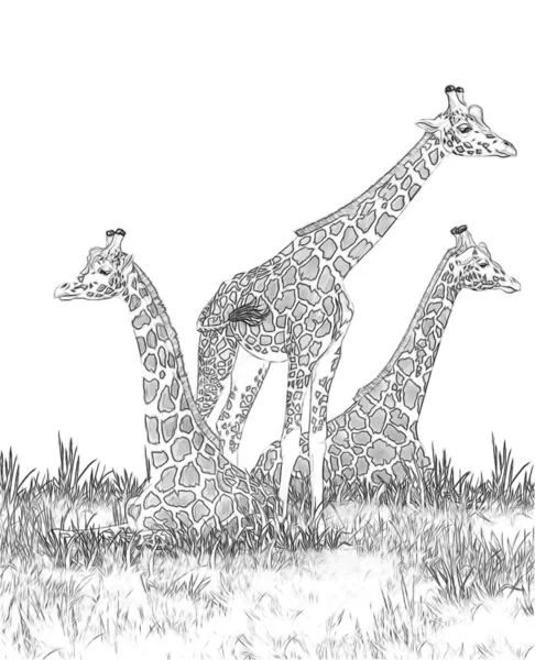 Safari - giraffes on the meadow coloring page - illustration for children — Stock Photo, Image