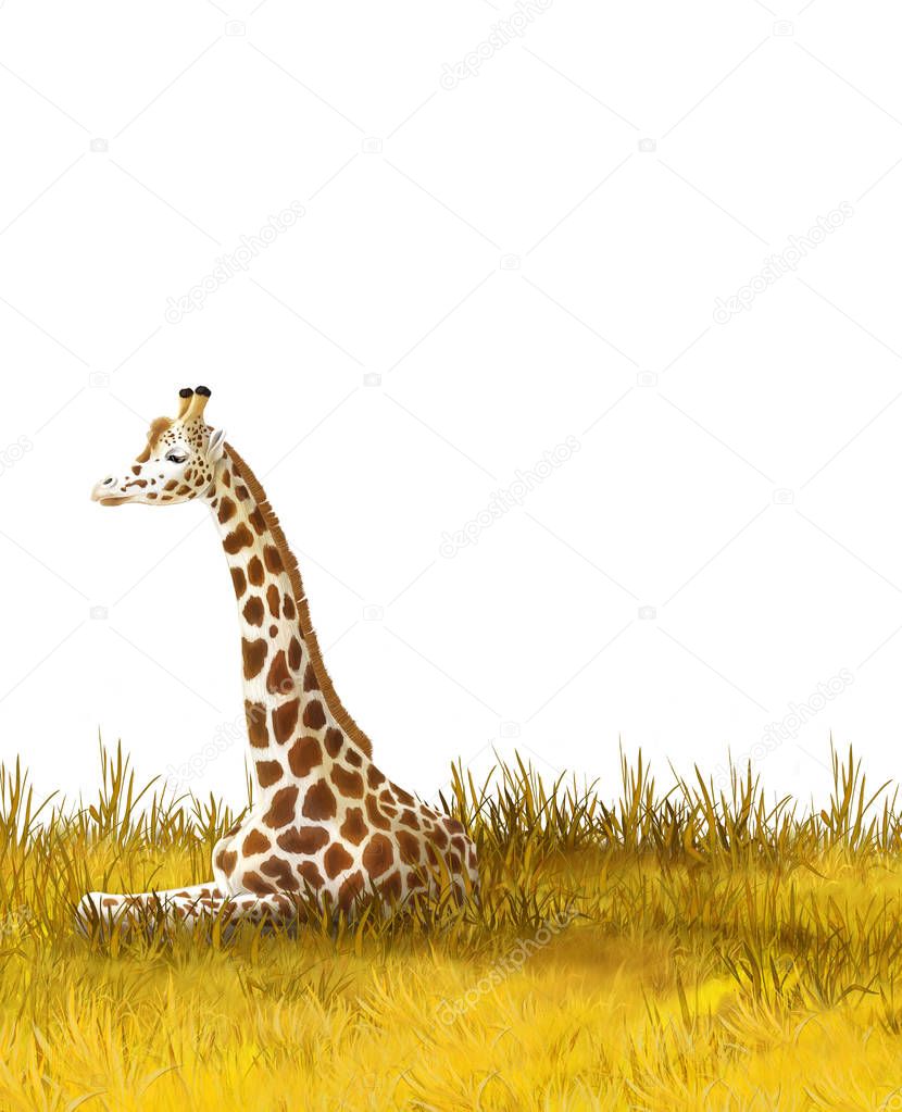 Safari - giraffes on the meadow - illustration for children