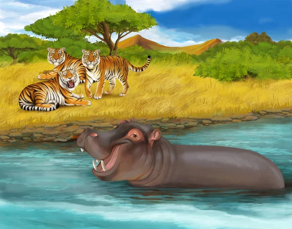 cartoon scene with hippopotamus and tigers safari illustration for children