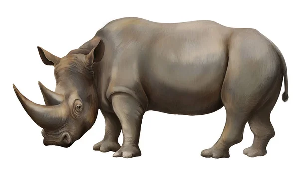 Cartoon scene with rhinoceros safari animal illustration for children — Stock Photo, Image