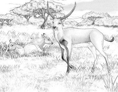 boyama sayfası ile çocuklar için çayır safari illüstrasyon koba lychee ile karikatür sahnesi