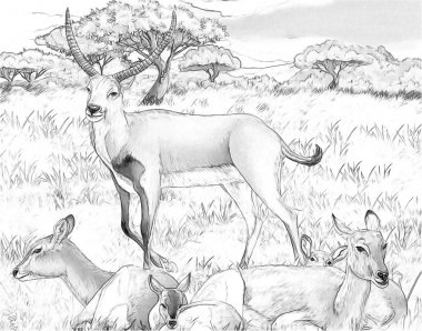 boyama sayfası ile çocuklar için çayır safari illüstrasyon koba lychee ile karikatür sahnesi