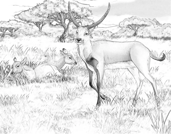 Cartoon-Szene mit Koba-Litschi auf der Wiese Safari-Illustration für Kinder mit Malseite — Stockfoto
