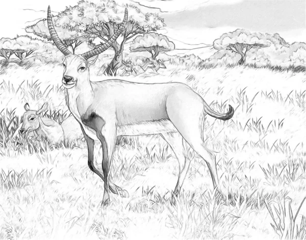 Scena del fumetto con litchi di koba sul prato safari illustrazione per bambini con pagina da colorare — Foto Stock
