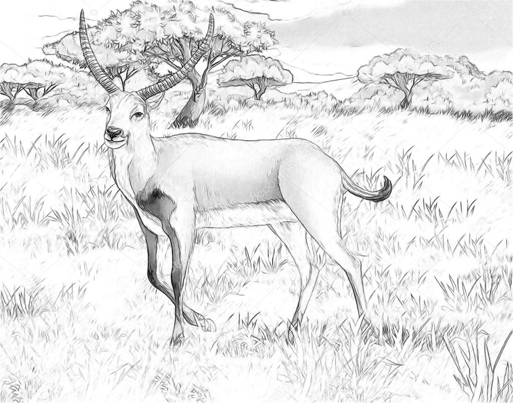 cartoon scene with koba lychee on the meadow safari illustration for children with coloring page