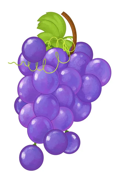 Cartoon Fruit Druiven Witte Achtergrond Illustratie Voor Kinderen — Stockfoto