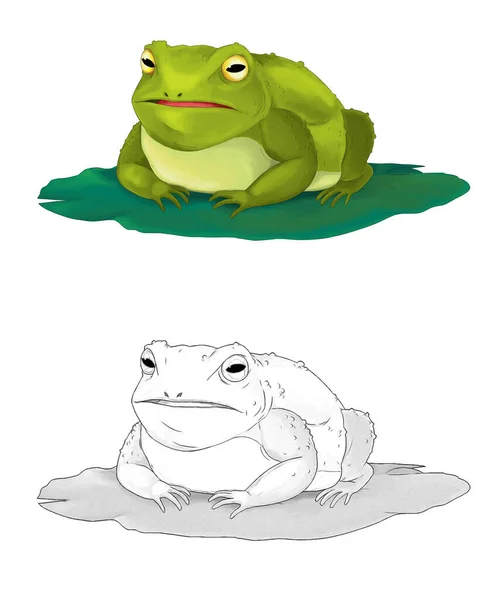 卡通动物青蛙蟾蜍在白色背景图上为儿童画的草图 — 图库照片