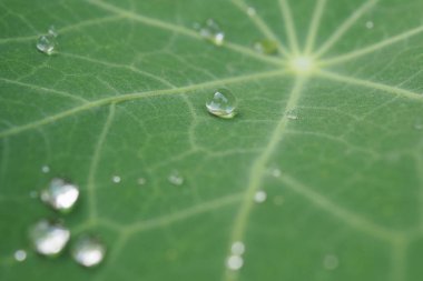 Nasturtium yaprağındaki yağmur damlaları. Azaltılmış kontrasta sahip arka plan görüntüsü. Close