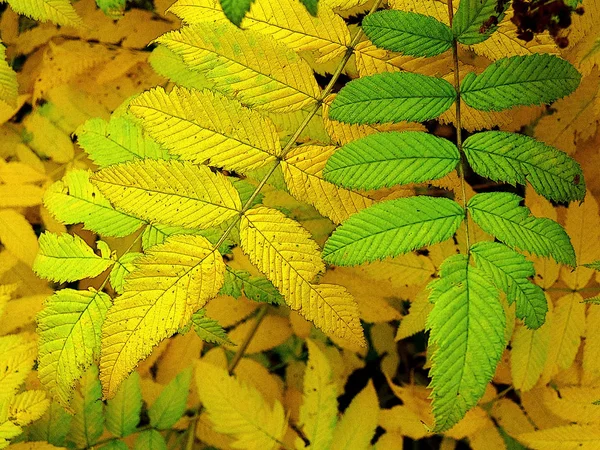 Meadowsweet is fading in the fall. Yellow and green leaves. Photo processed by art filter