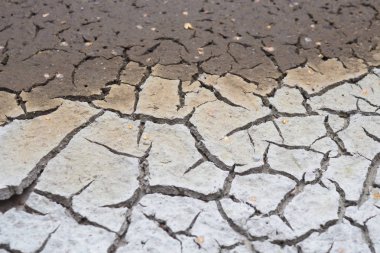 Kurutulmuş silt kırık kabuk. İklim ısınması nedeniyle tatlı su sürüsü