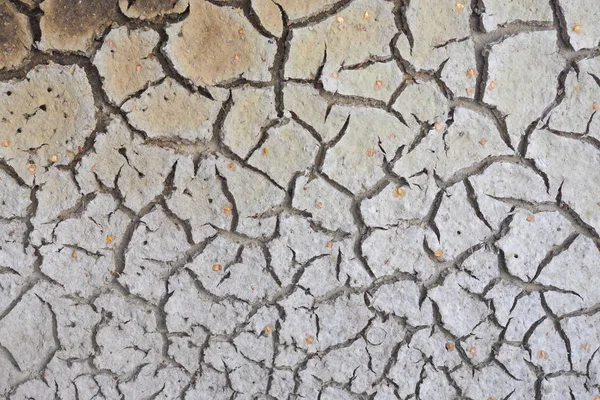 A cracked crust of dried mud. Shallowing of fresh water due to climate warming. Background image, reduced contrast