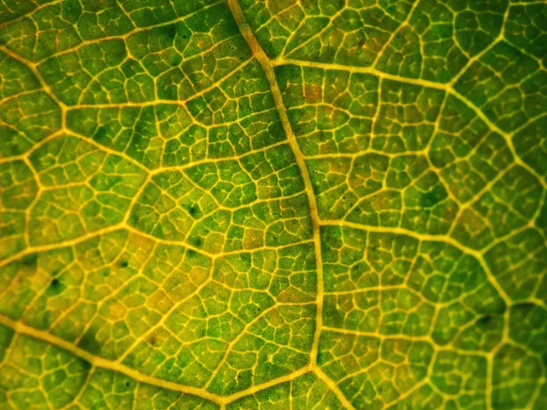 Autumn Leaf Plant Macro Background Wallpaper — Stock Photo, Image