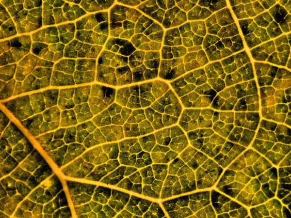 Blad Van Een Plant Herfst Dichtbij Abstracte Achtergrond Achtergrond — Stockfoto