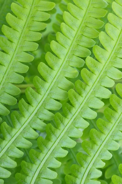 葉はシダです 茎や葉 ライトグリーンのパターン化された壁紙 花の軌跡を持つ垂直自然背景 — ストック写真