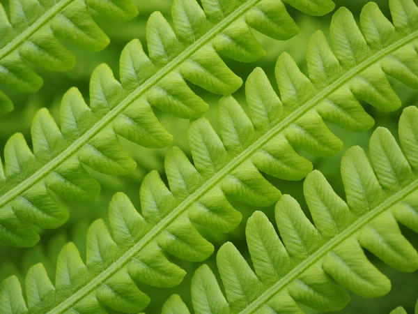 Fougère Feuillue Des Tiges Des Feuilles Papier Peint Motifs Vert — Photo