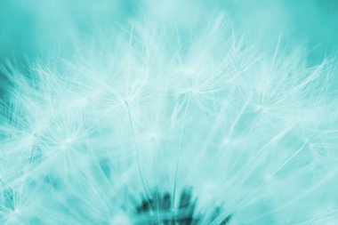 White dandelion cap with seeds close-up. Light blue tinted horizontal shot. Summer floral background. Airy and fluffy wallpaper. Macro clipart