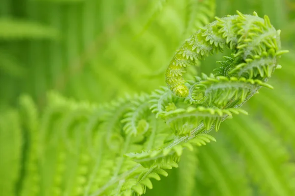 Bloeiende Varenkop Close Stalken Bladeren Natuurlijke Achtergrond Behang Lichtgroene Bloemen — Stockfoto