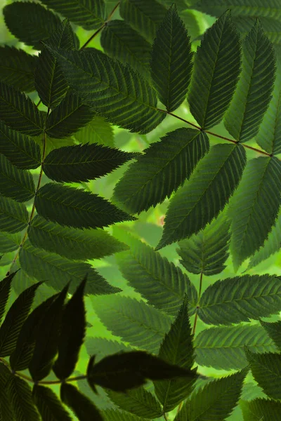 Fondo Místico Floral Color Verde Oscuro Follaje Cerca Pradera Dulce — Foto de Stock